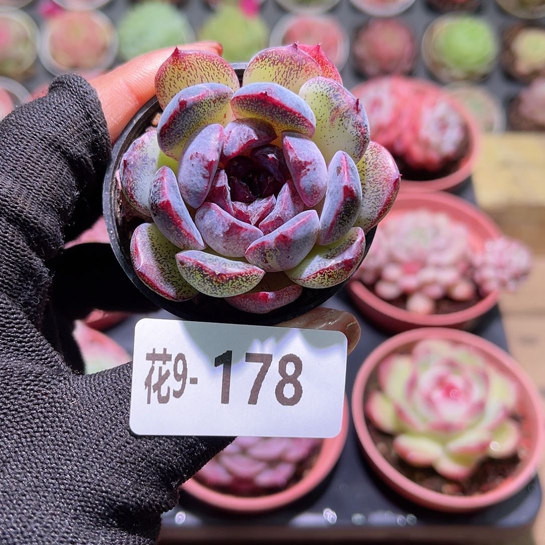 花09-178新品单头