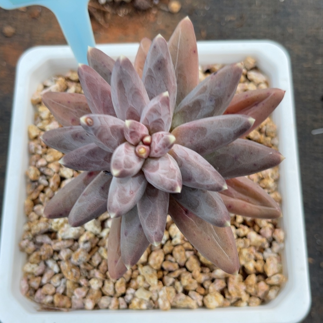 云尘多肉一物一拍1502