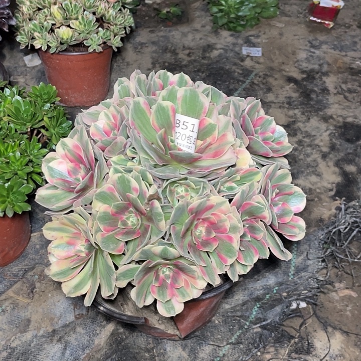 511粉女郎多肉法师多肉