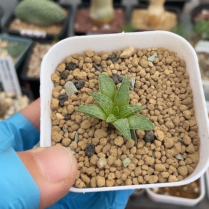 945块根寿块根植物