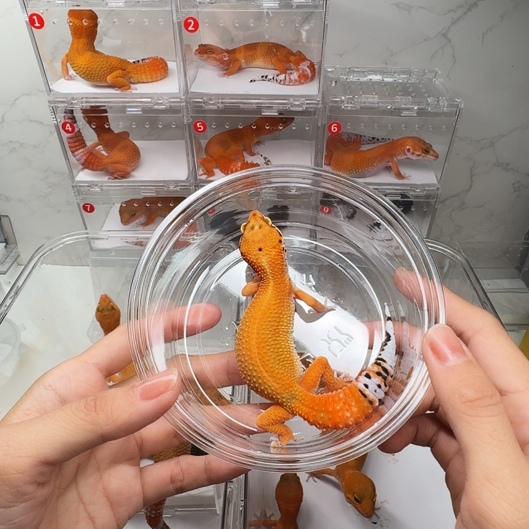 豹纹守宫蜜橘妹妹