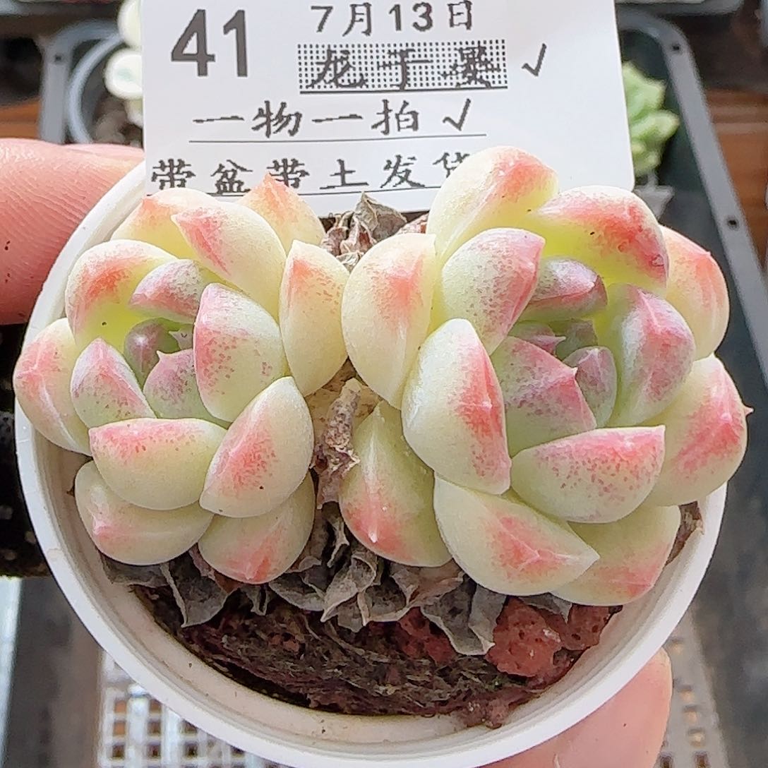 多肉0713-41白桃汽水双头