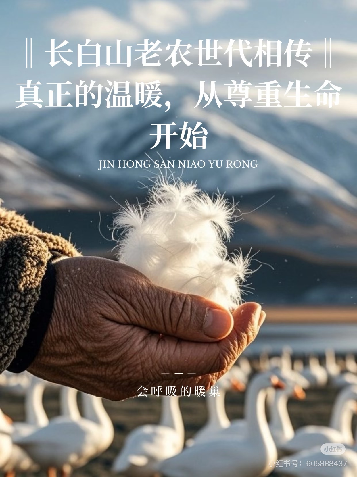 CHEN HENG 90白鹅绒（HC）5056