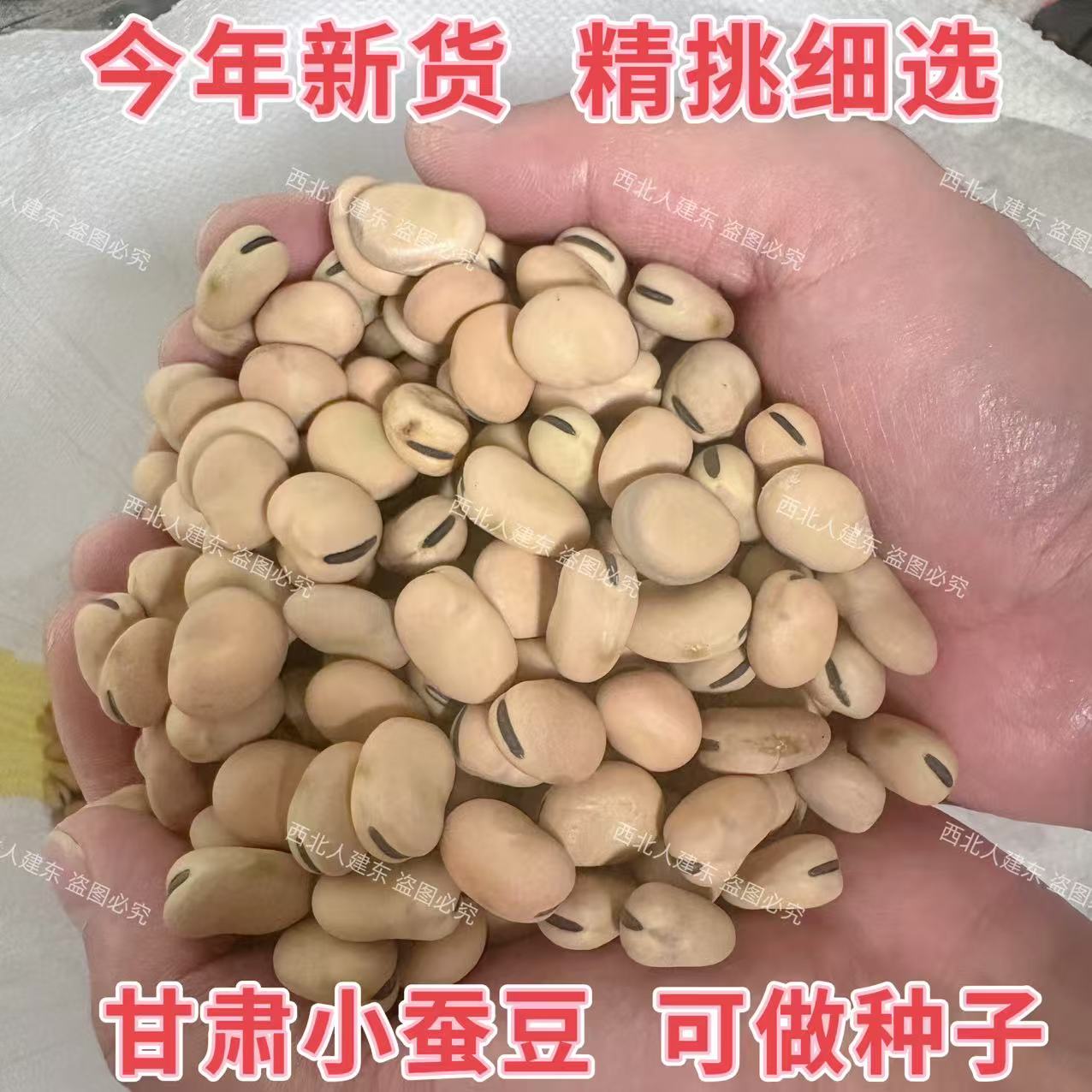今年新货】甘肃小颗粒精选饱满生干蚕豆胡豆可发豆芽羊眼豆
