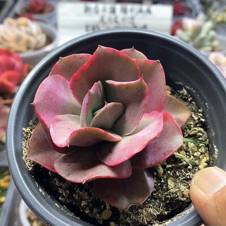 14112迷你古琴锦多肉