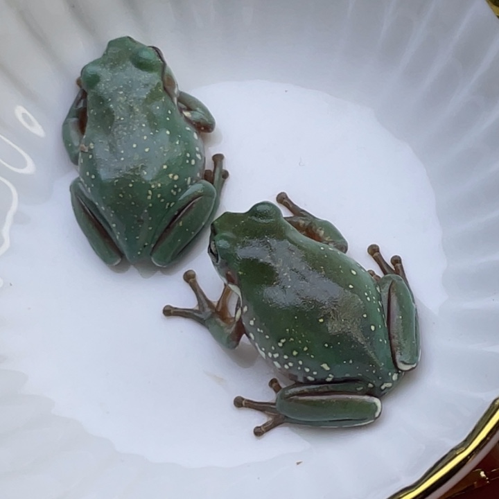 老爷树蛙上岸蓝150一只200俩