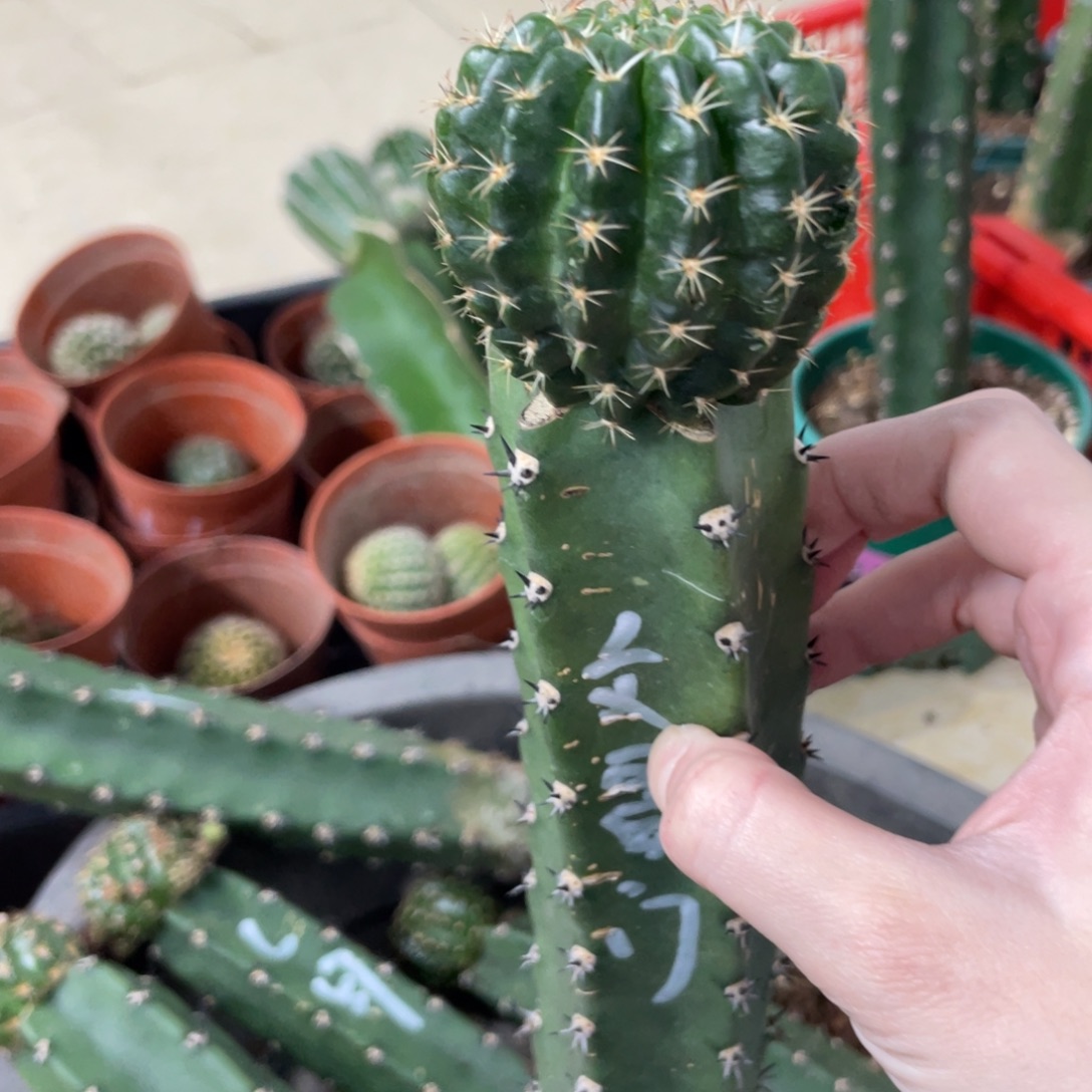 新品丽花文昌门袖铺母本