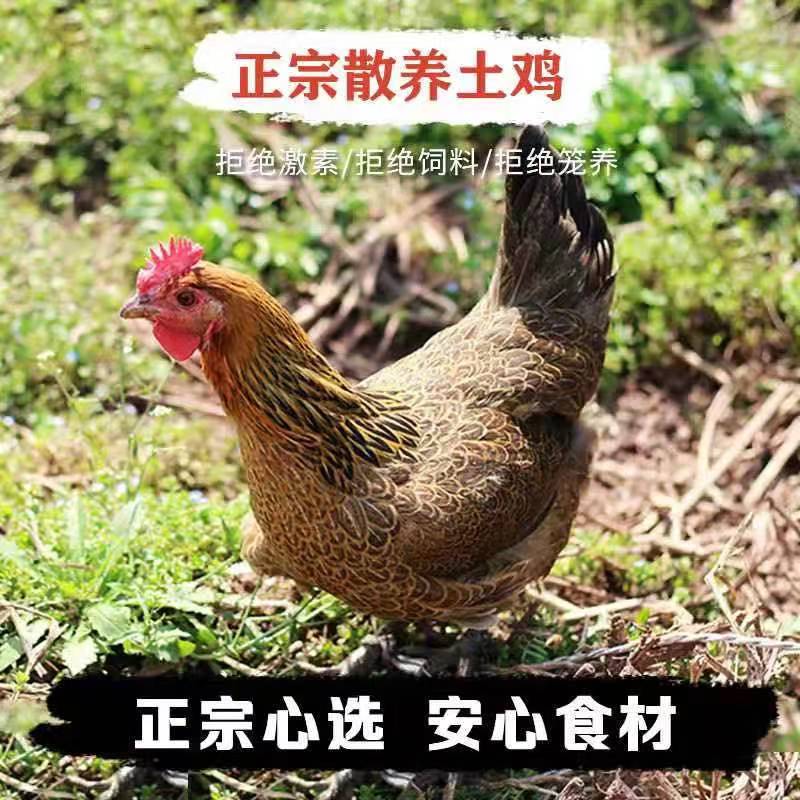 黄油土老母鸡 买一送一到手两只总净重4斤以上 带内脏 顺丰冷链