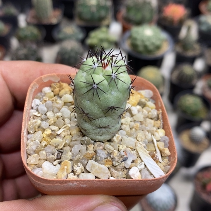 黑刺帝王丸特价福利