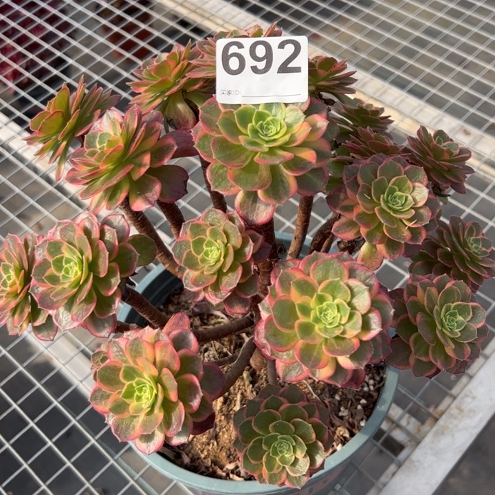 692万黄22厘米左右