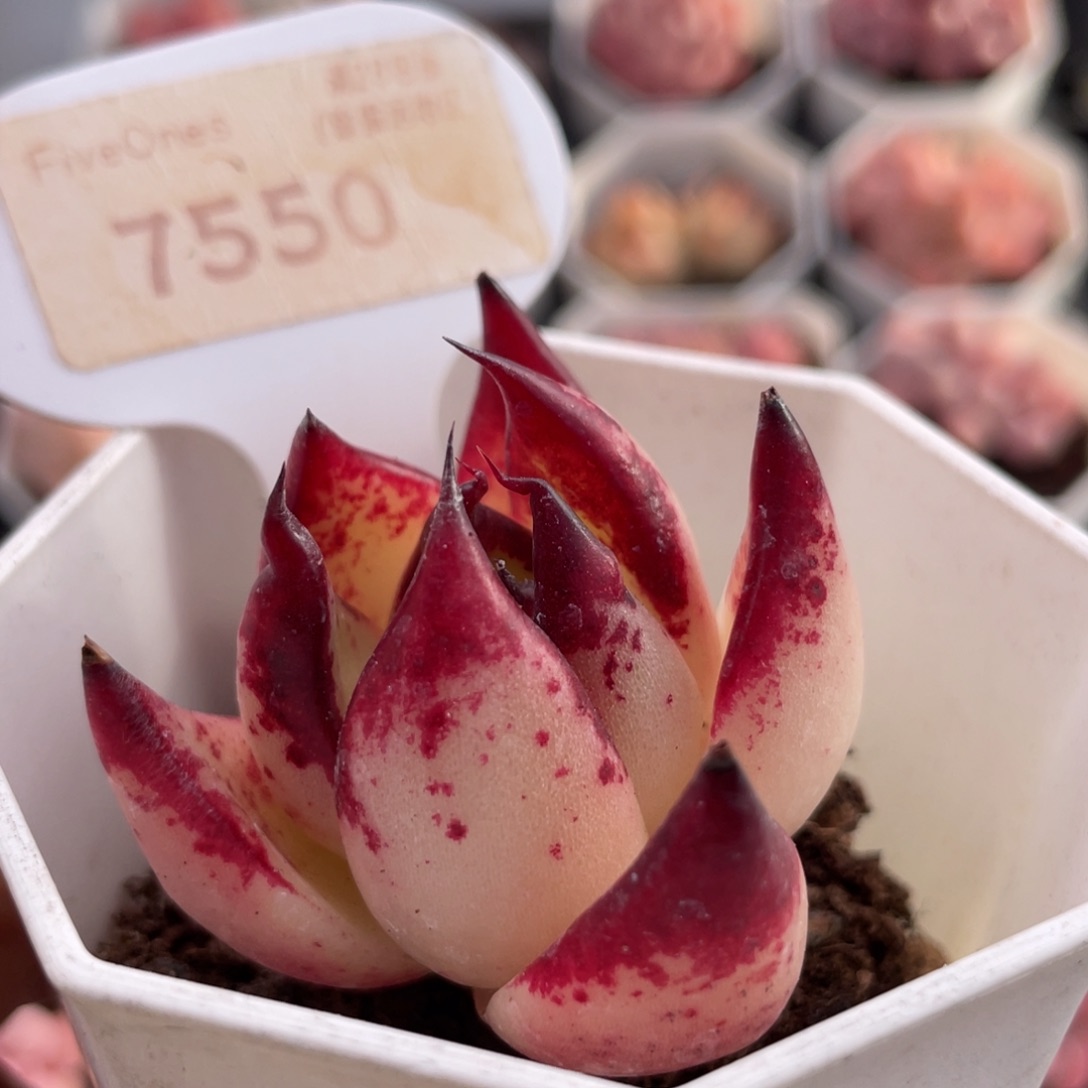 乌木7550-4.0厘米