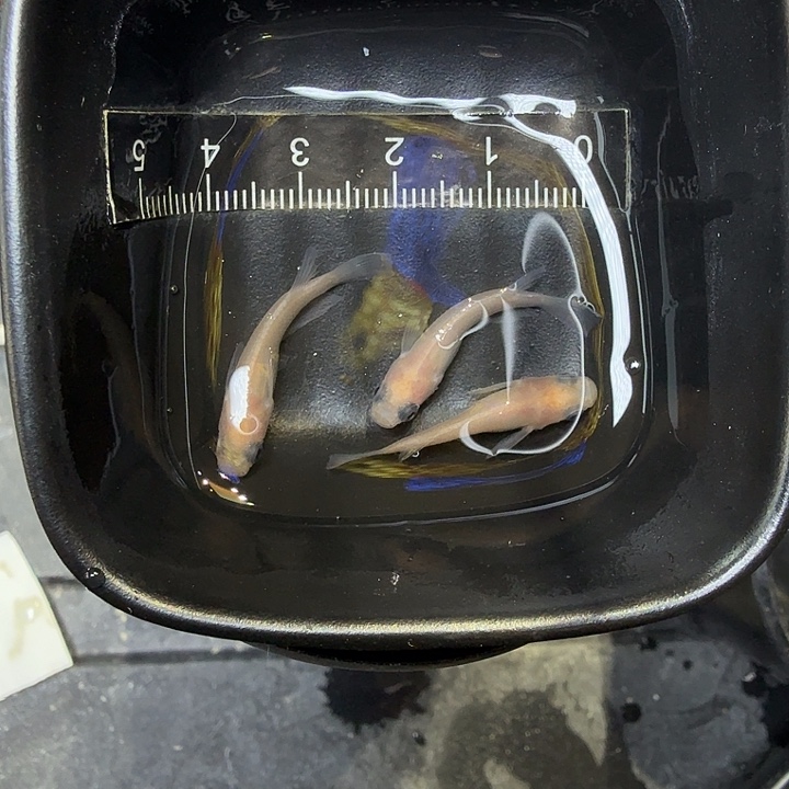 青鳉鱼34号拍品白熊猫