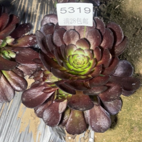 黑寡妇多肉多肉5319