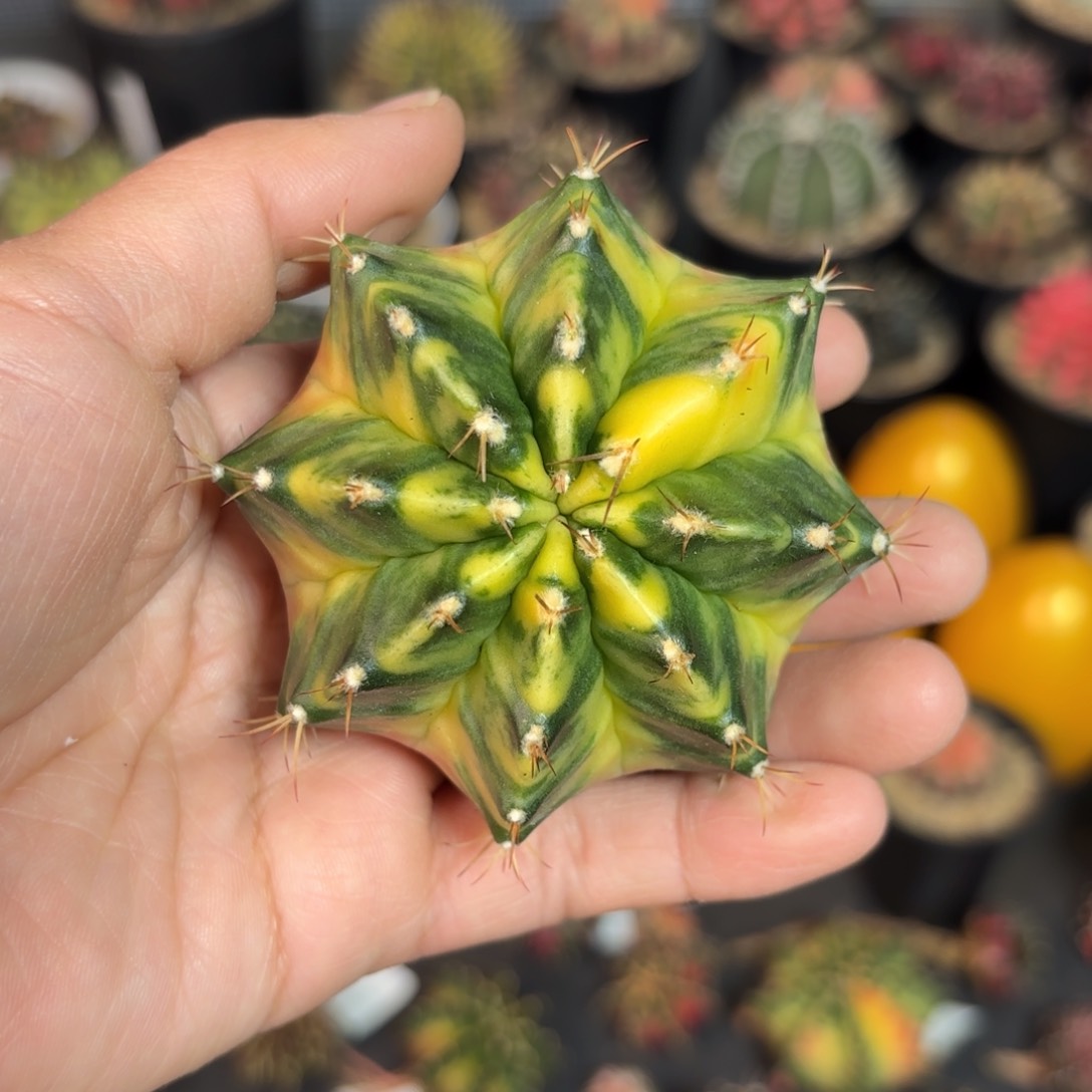 泰系实生米哈仙人球38号