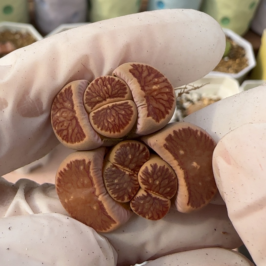 2。7。7007。红窗菊。上播福利。