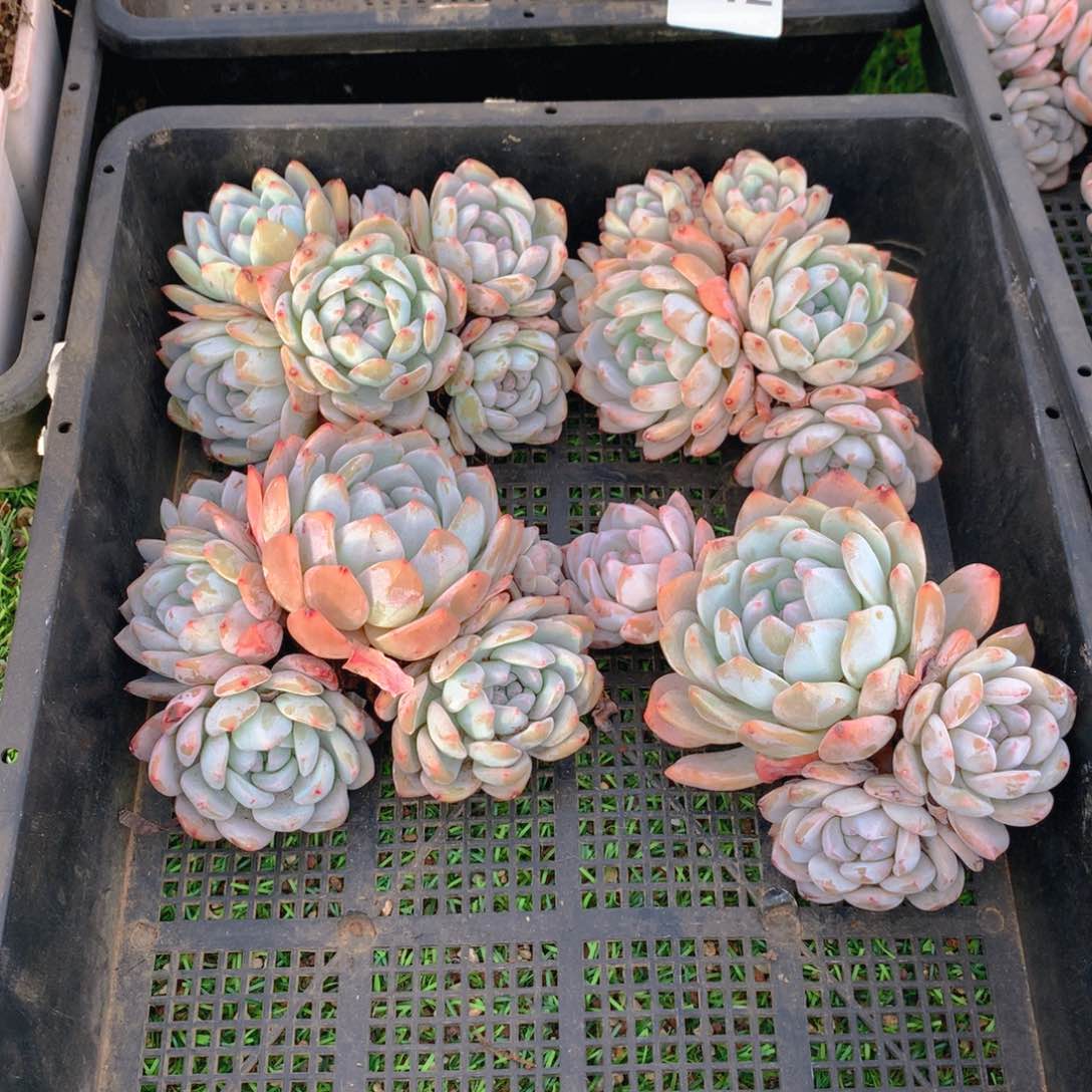 769橙子多肉植物