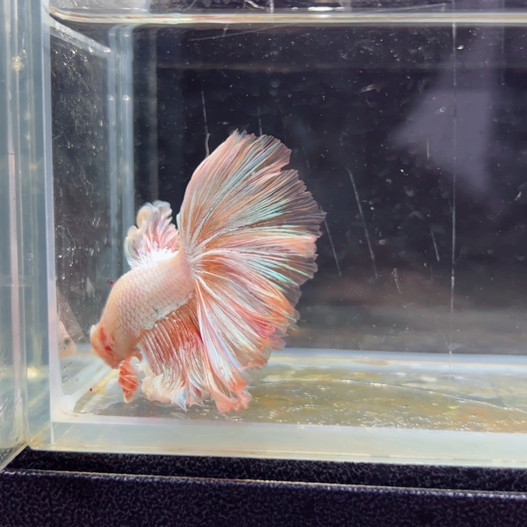 斗鱼浅色特殊尾hhhhh