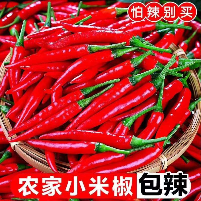 新鲜现摘特辣小米辣椒农家自种可泡椒剁椒的蔬菜