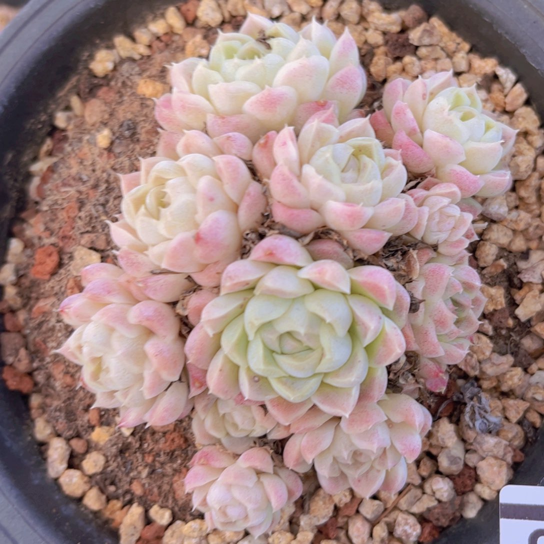 女王杂31136多肉植物