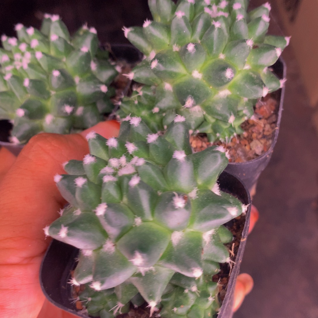 六角龙 （满9.99包邮不满9.99发叶子）