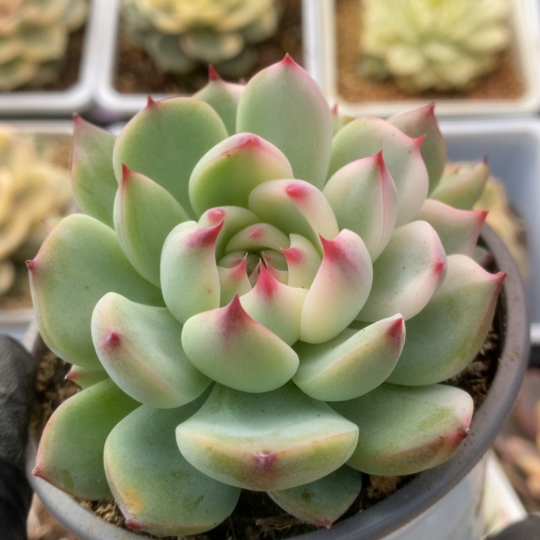 020锦锦锦锦锦锦锦锦