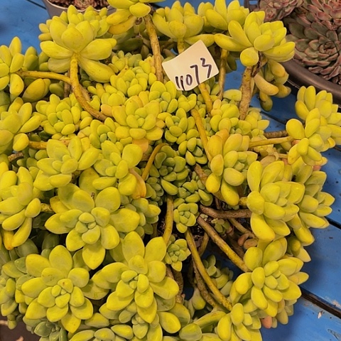 煥奶酪蛋糕11073