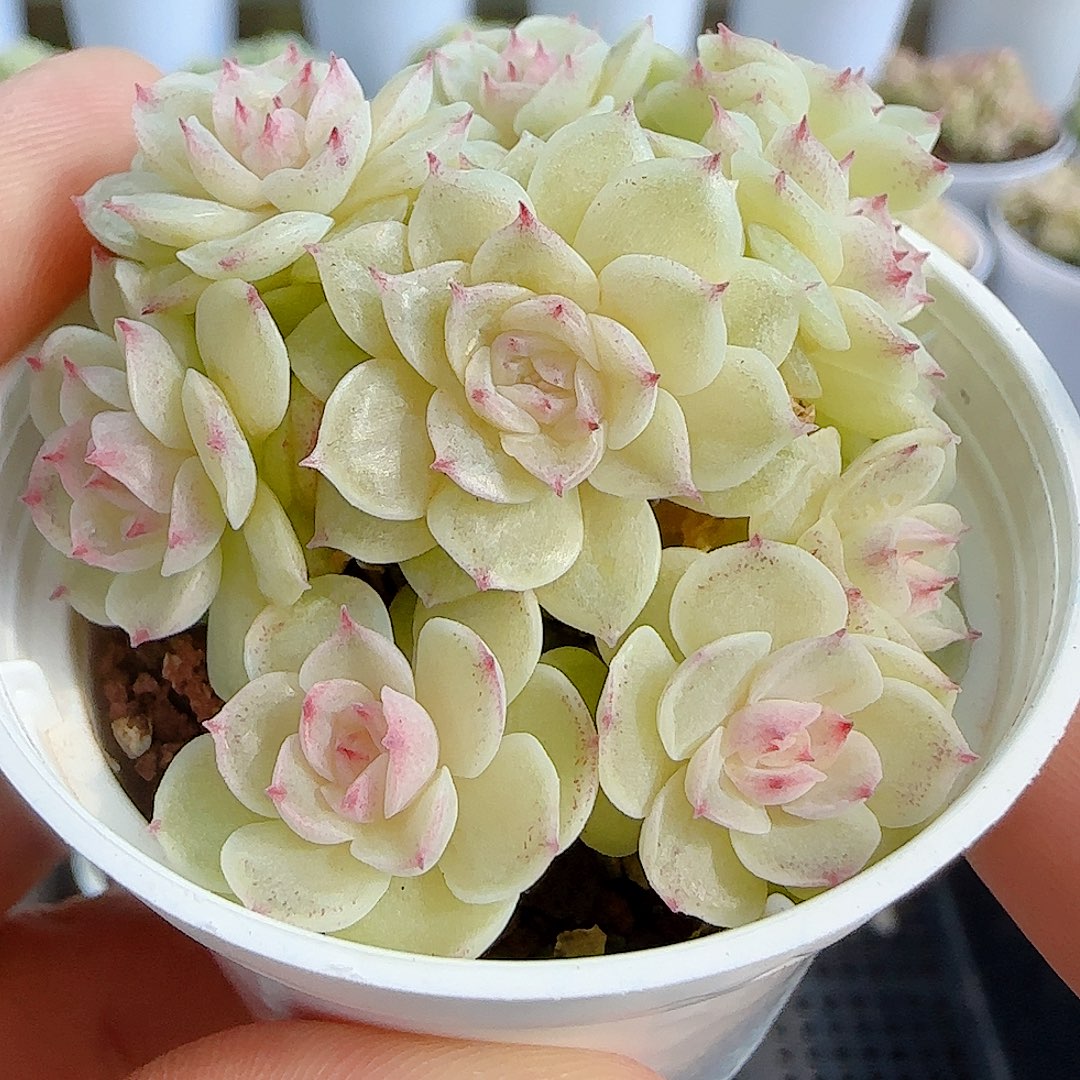 1107-102（m1-435-2）优选