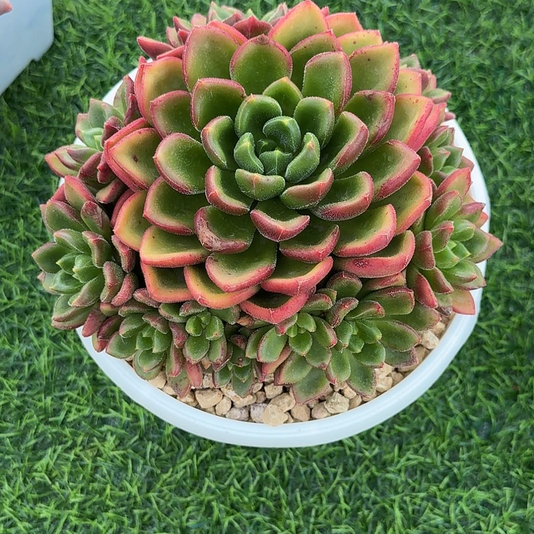 卡罗尔多肉植物默认发货