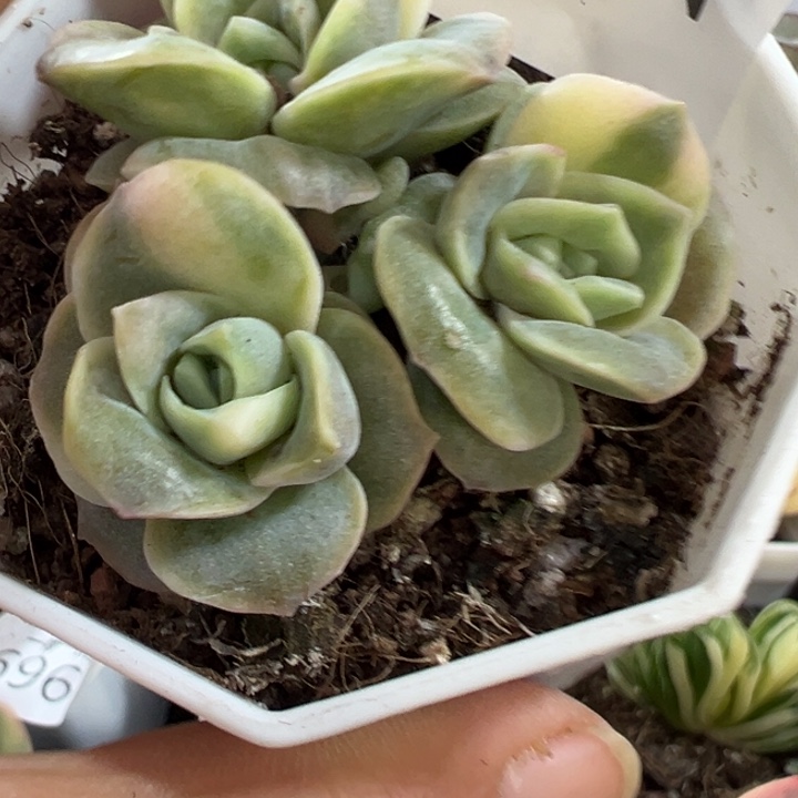 可爱玫瑰金多肉植物423