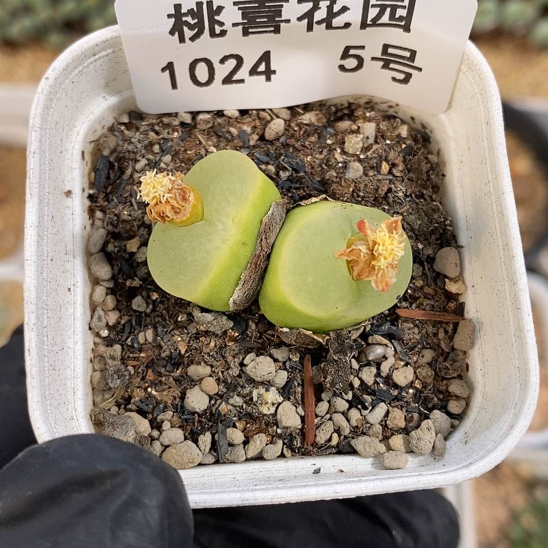 1024-5-开播福利o泡。 