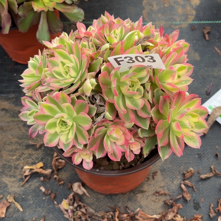 瑞妈，，。。。。303粉水晶有断，