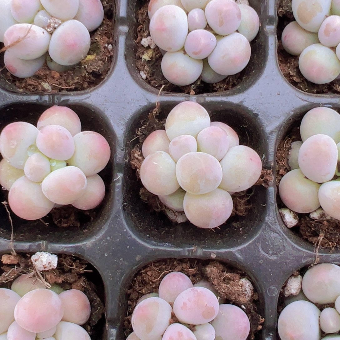 汤圆苗5颗19包邮多肉植物