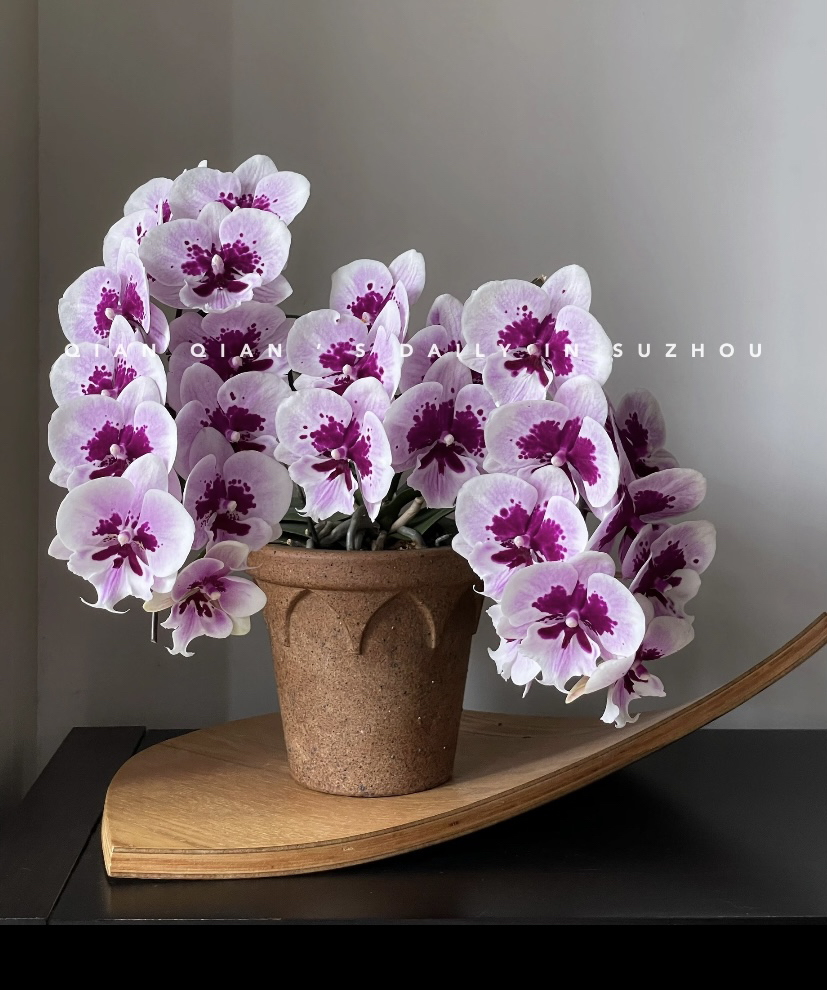 如梦如幻蝴蝶兰 泼墨中式大花 梗苗 1-2花剑发货