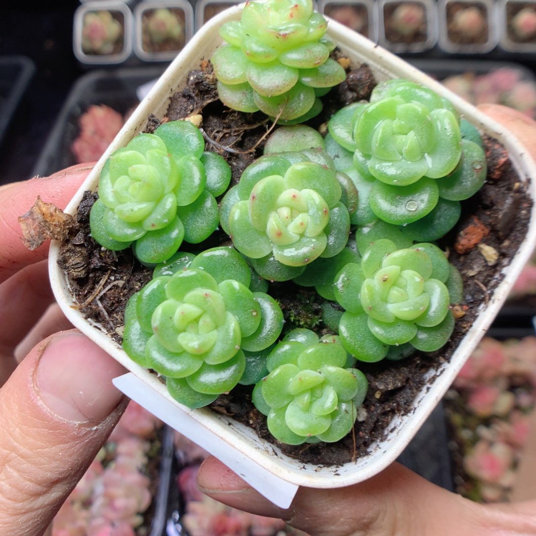 无花朵W48 yyyyyyyyy