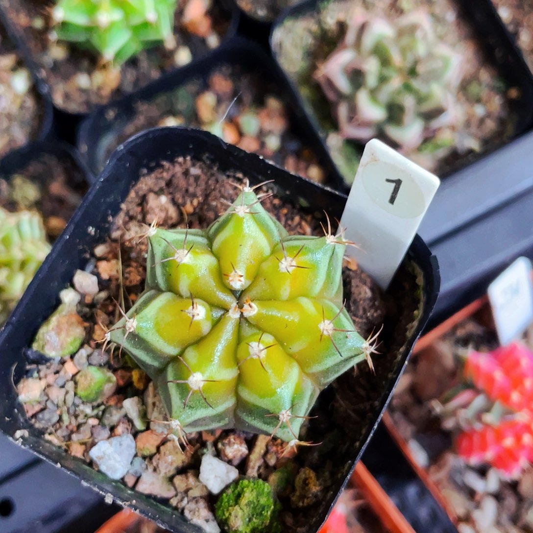 非偏远地区满25包邮仙人球