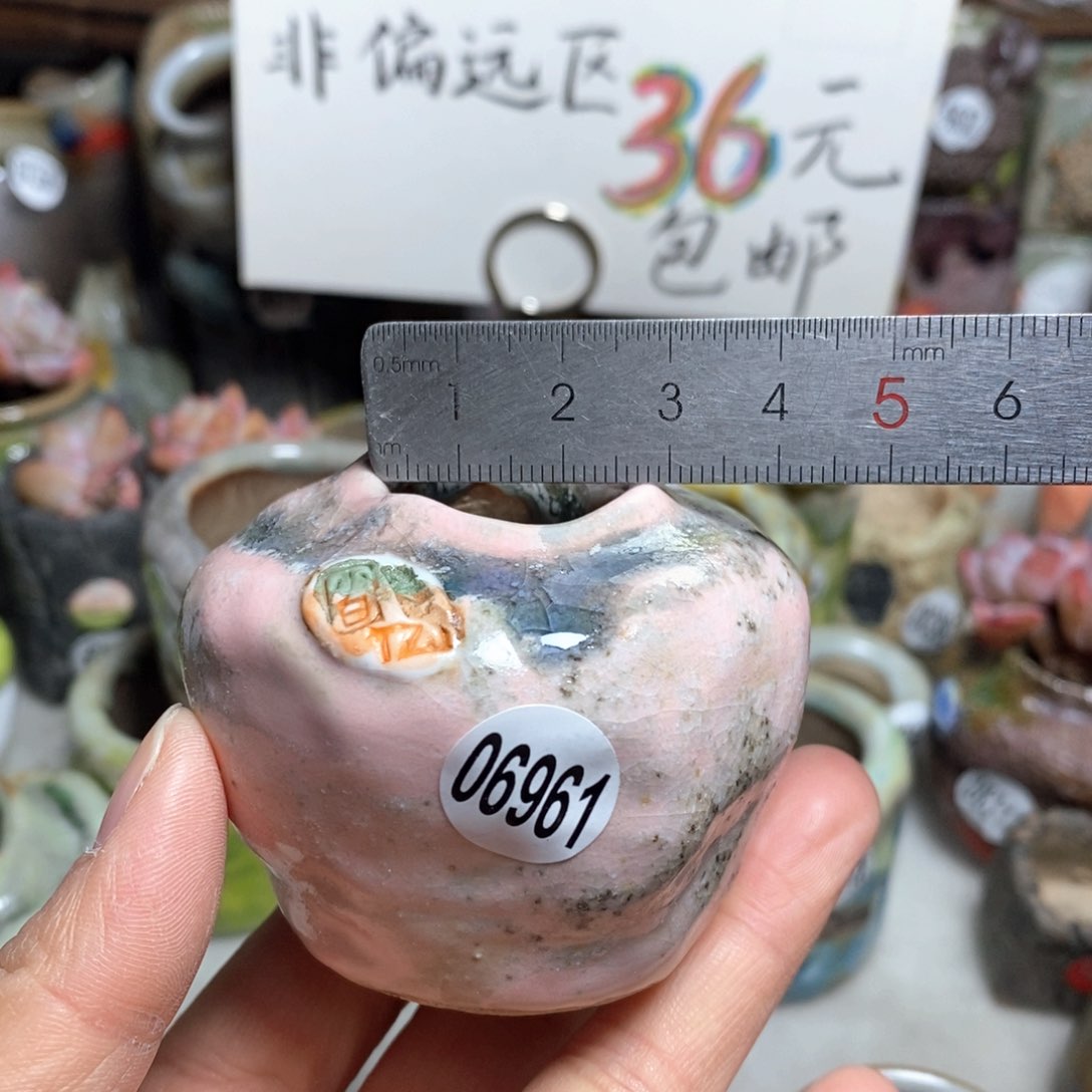 花盆拍5送一个小礼物