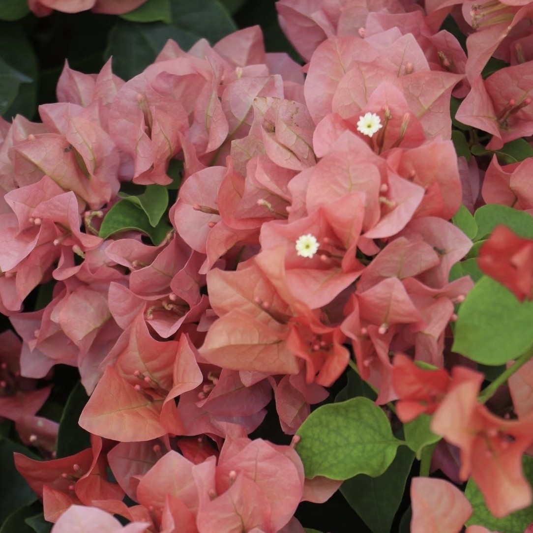 【不甜西瓜】三角梅树苗盆栽四季开花可爬藤适用于阳台庭院