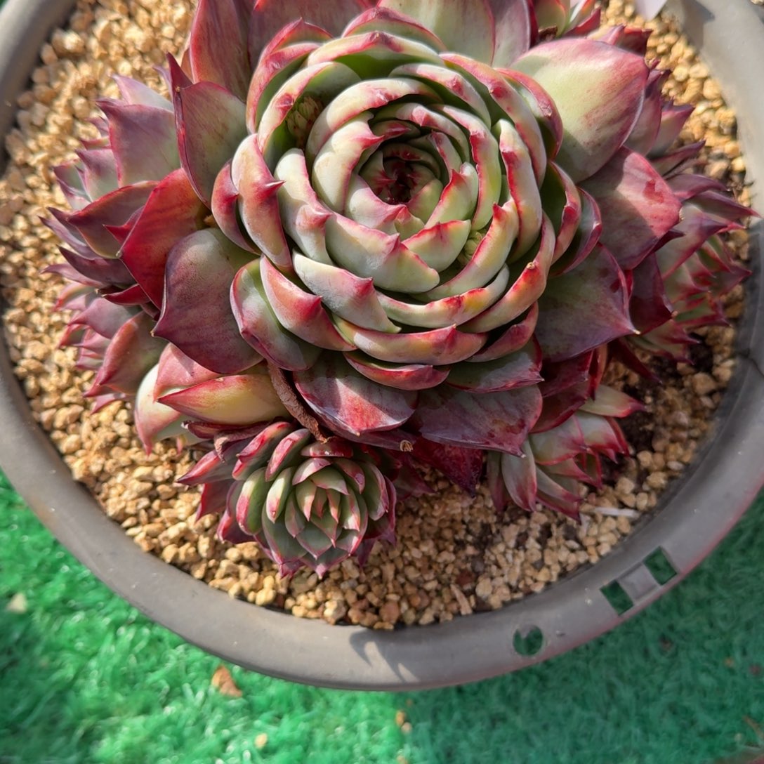 1****无花朵肉肉肉肉肉肉肉肉肉