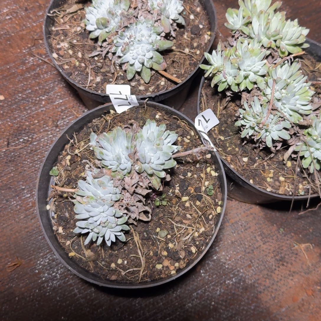 3代杂交仙女杯多肉福利