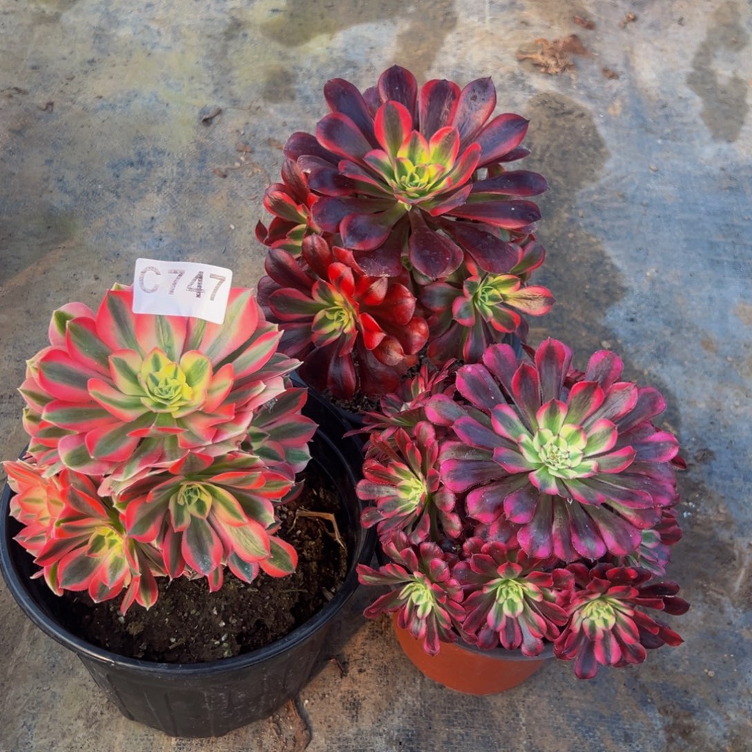 @***晓无花朵粉女巫美杜莎红铜白747