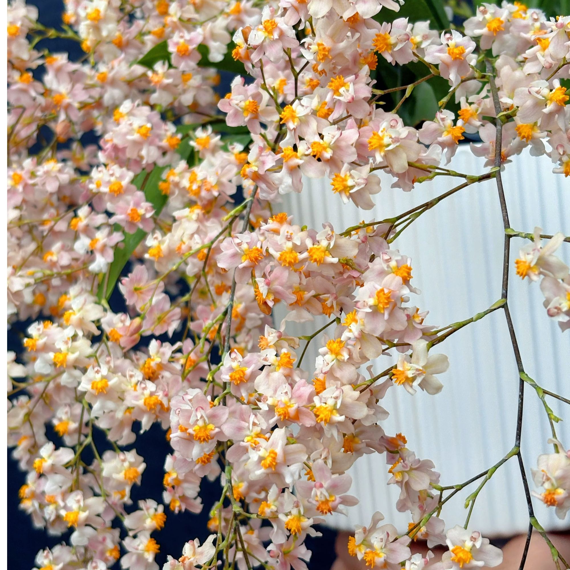 梦香兰香槟色 10支以上花箭盆栽兰花 文心兰 客厅书房 养护