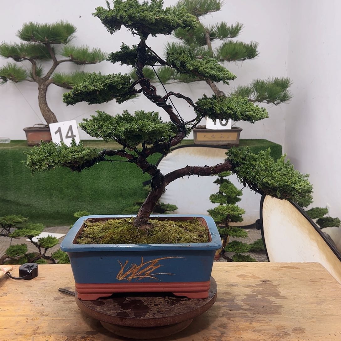 无花朵@*W盆景盆景盆景盆景