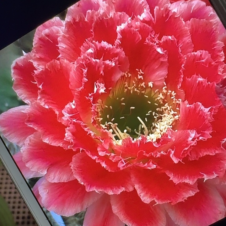 蒙娜丽莎侧芽5公分左右毛花柱（20包邮