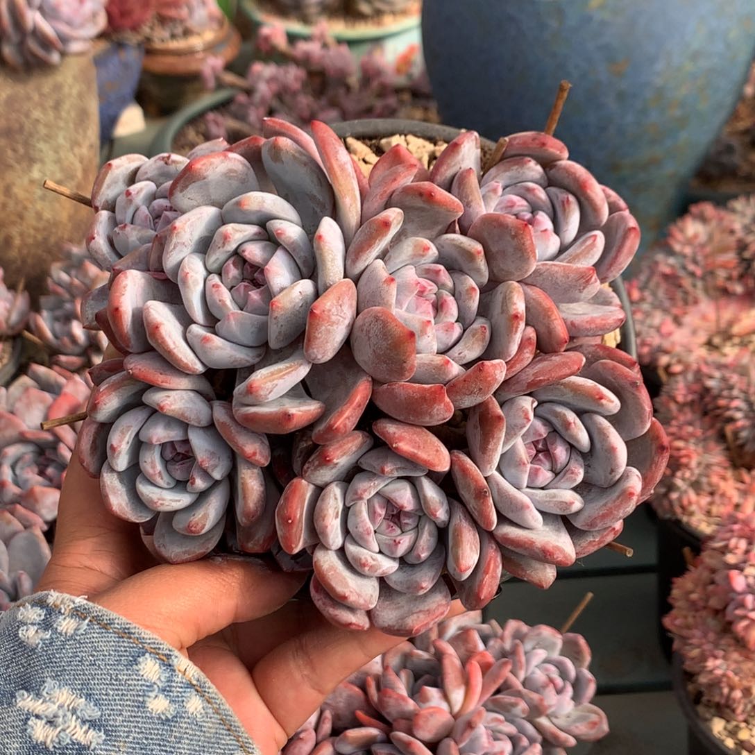 哈哈哈哈哈哈哈25