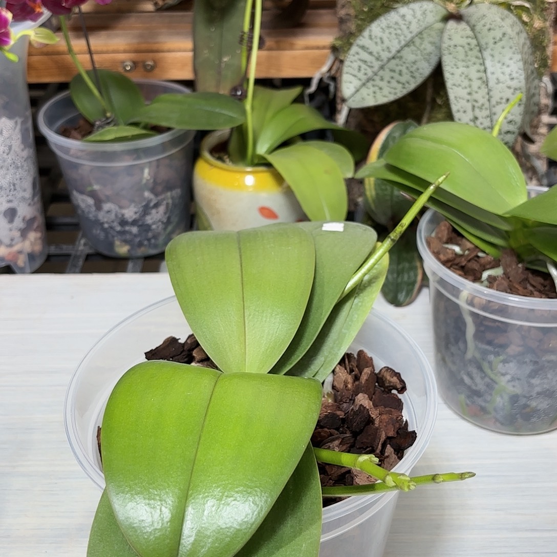 飘***啡当前无花栽培后可以开花意林