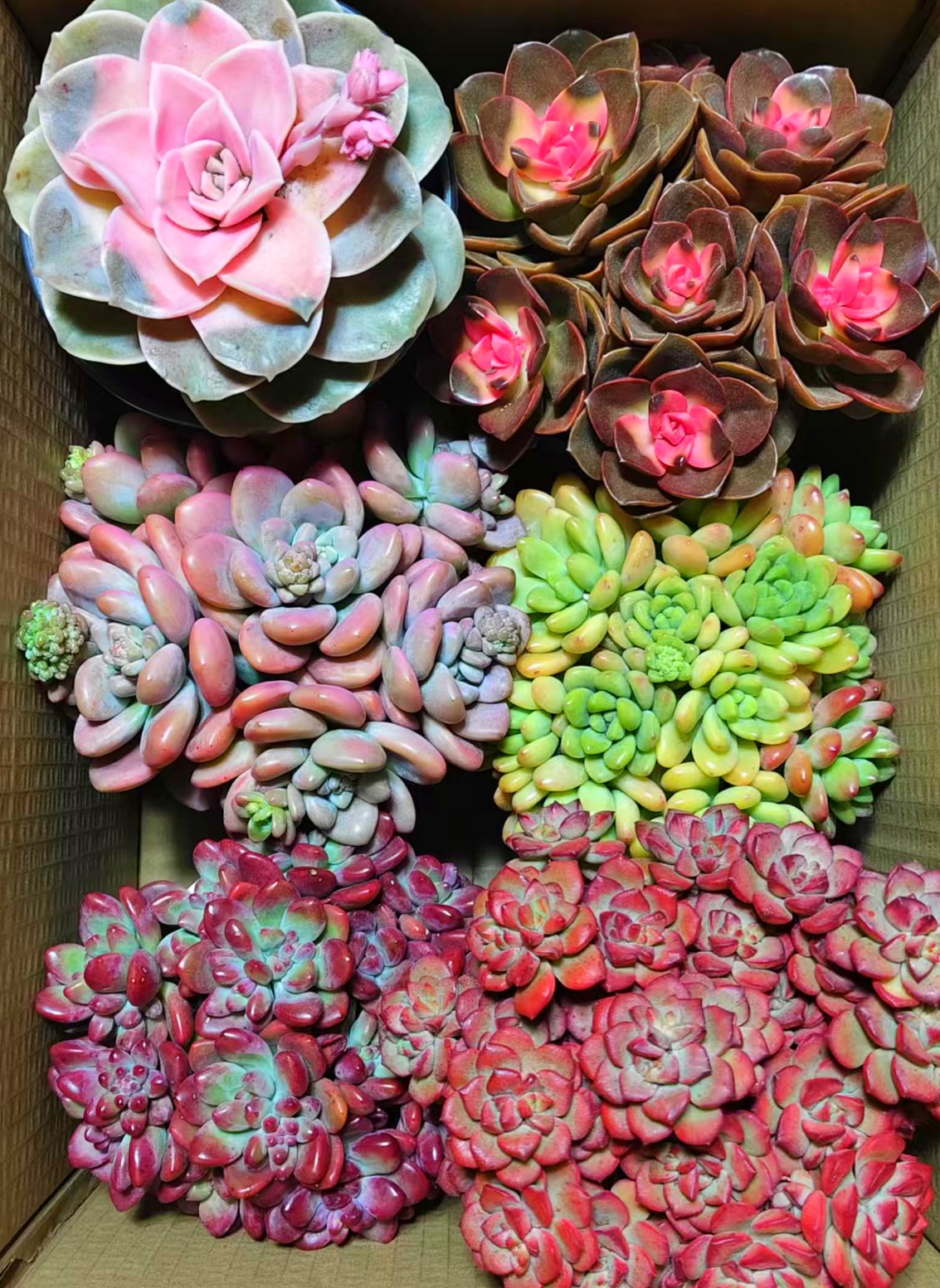 AA满满一大箱 多肉植物 全部带盆带土栽好种好 好养耐活   耐旱 
