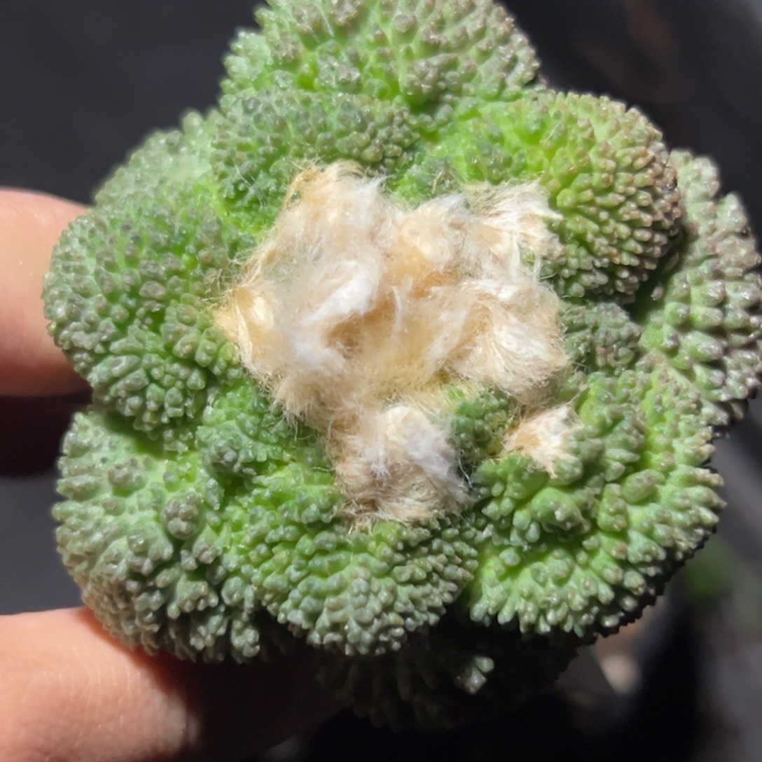 125，仙人球的世界