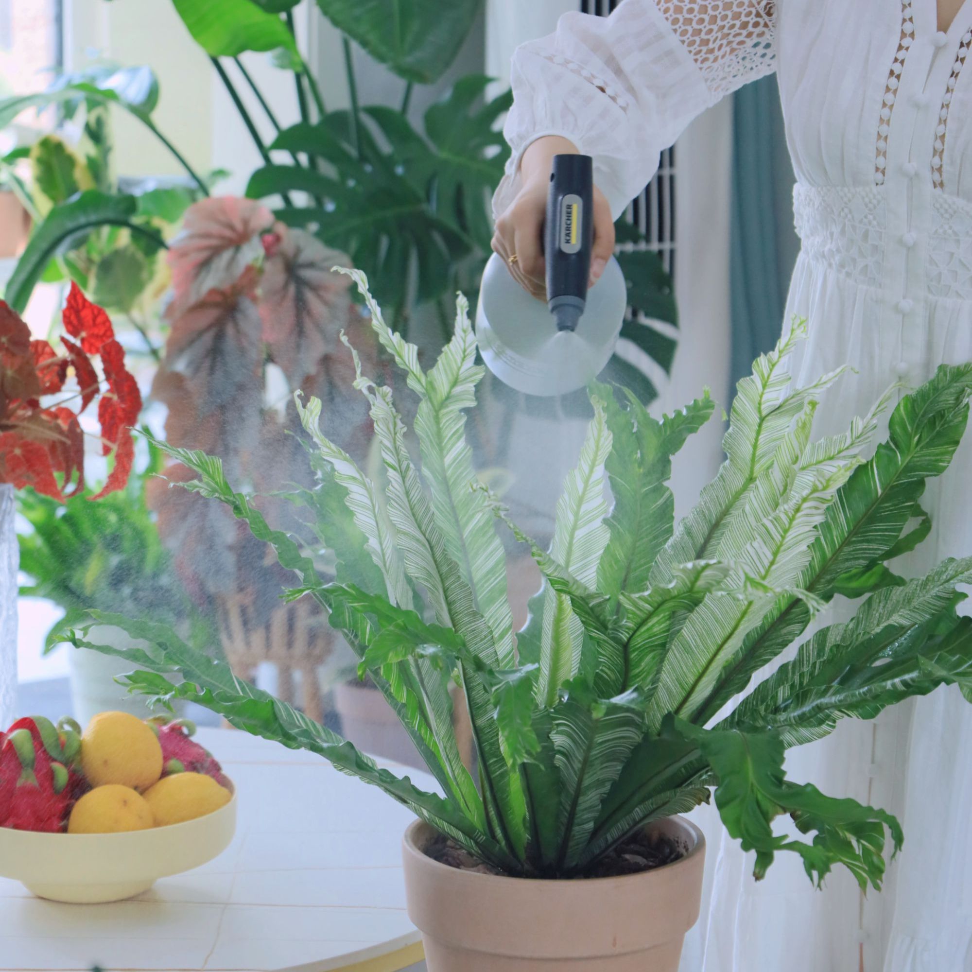 白月光鸟巢蕨板植摆件室内绿植白锦花叶透亮蕨类植物