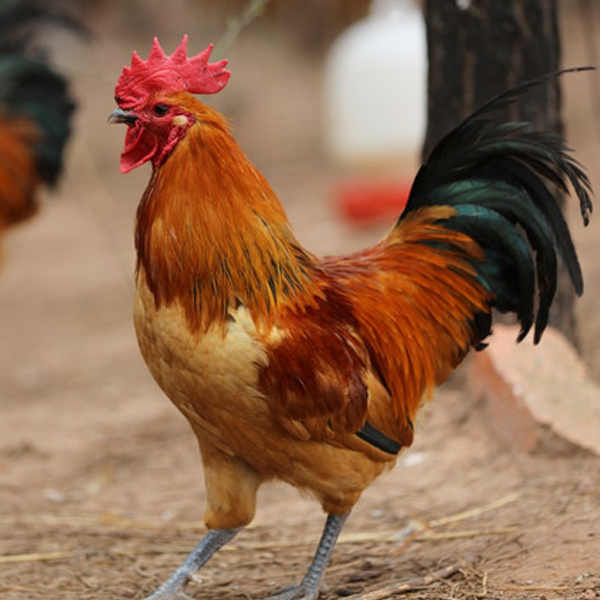 农家土鸡肉质紧实咕咕鸡冰鲜不含包冰率