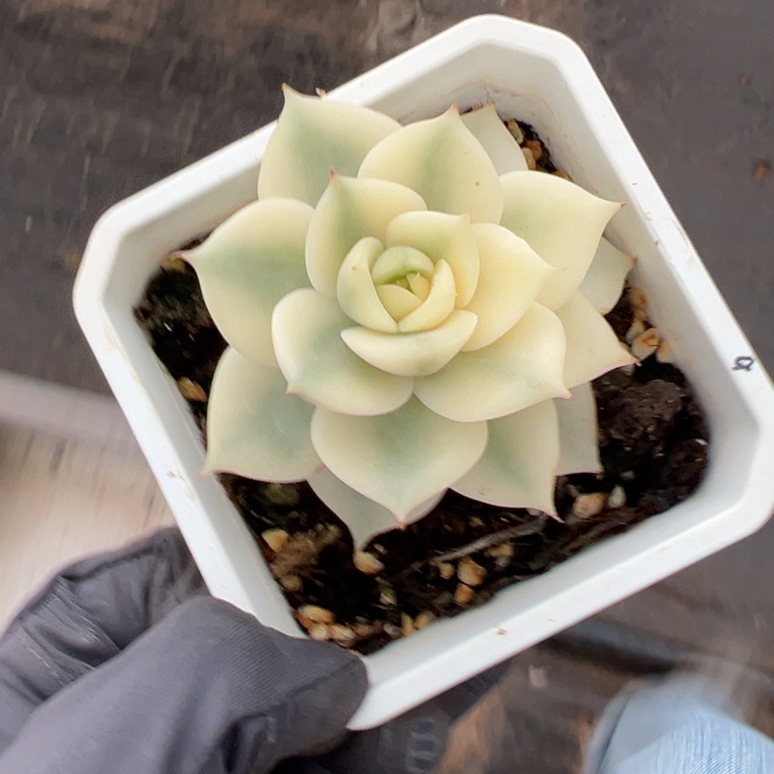 B****贝加尔湖锦，半覆轮锦